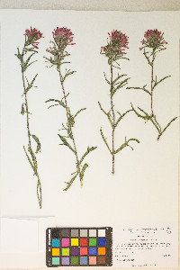 Castilleja chromosa image