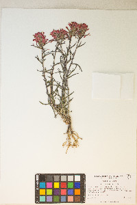 Castilleja chromosa image