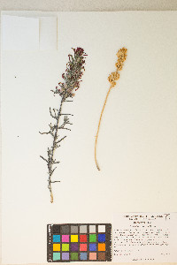 Castilleja chromosa image