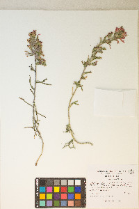 Castilleja chromosa image