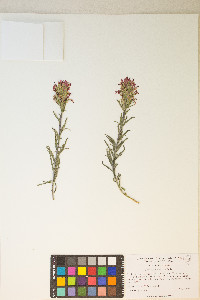 Castilleja chromosa image