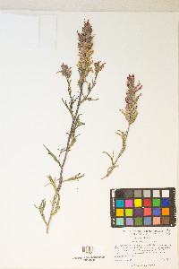 Castilleja chromosa image