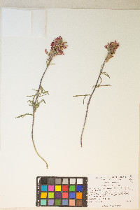 Castilleja chromosa image