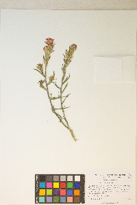 Castilleja chromosa image