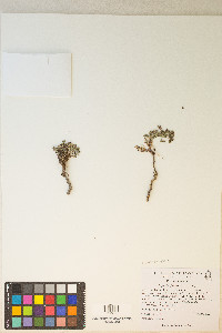 Euphorbia fendleri image