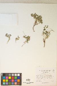 Euphorbia fendleri image