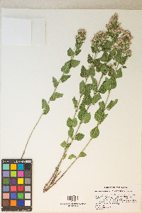 Ageratina occidentalis image