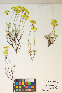 Eriogonum umbellatum var. modocense image