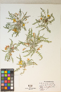 Taraxia tanacetifolia image