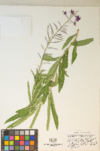 Chamaenerion angustifolium subsp. circumvagum image