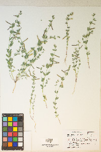 Acmispon americanus image