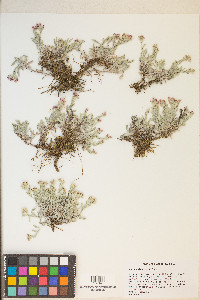 Antennaria geyeri image