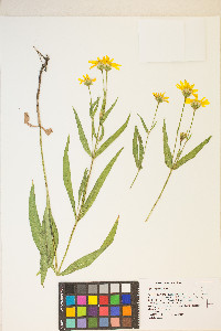 Arnica longifolia image