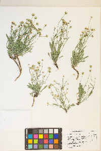 Erigeron tener image