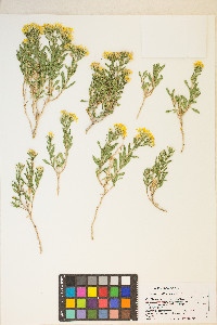 Ericameria watsonii image