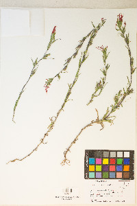 Castilleja minor var. exilis image