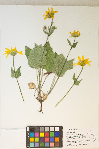 Arnica cordifolia image