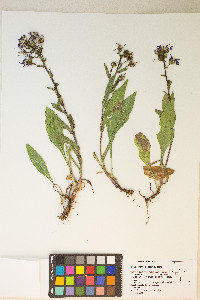 Eurybia integrifolia image