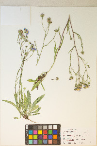 Symphyotrichum ascendens image