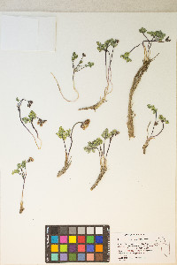 Cymopterus goodrichii image