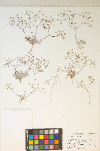Eriogonum reniforme image