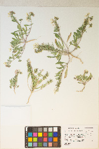 Eremothera boothii image