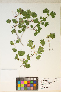 Acer glabrum var. diffusum image