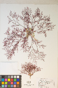 Johanneshowellia crateriorum image
