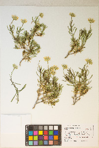 Ericameria linearifolia image