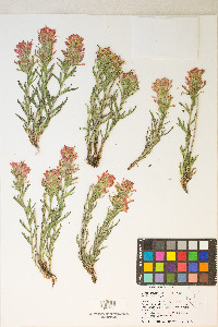 Castilleja angustifolia image