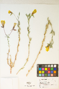 Oenothera elata subsp. hirsutissima image