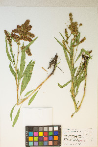 Rumex salicifolius image