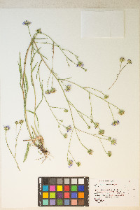 Symphyotrichum ascendens image