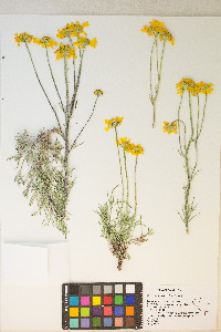 Hymenoxys cooperi image