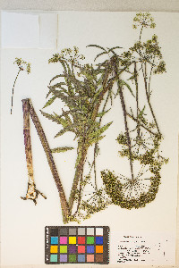 Cicuta maculata var. angustifolia image