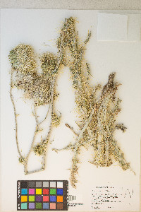 Cirsium neomexicanum image