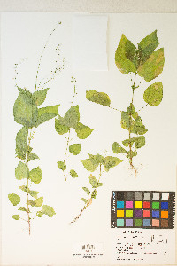 Circaea alpina subsp. pacifica image