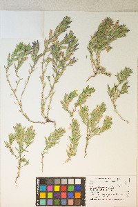 Chloropyron maritimum image