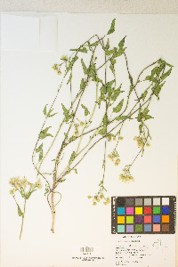 Brickellia grandiflora image