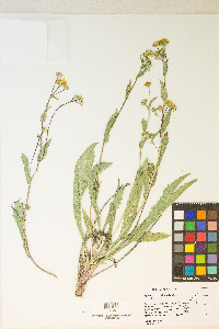 Pyrrocoma lanceolata var. lanceolata image