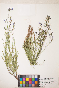 Penstemon gracilentus image