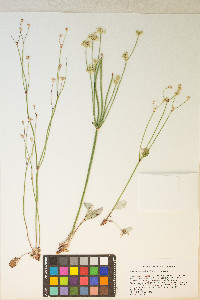 Eriogonum nudum var. nudum image