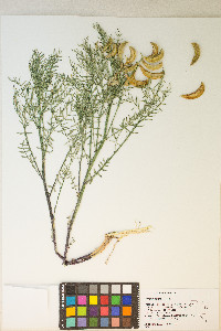 Astragalus tetrapterus image