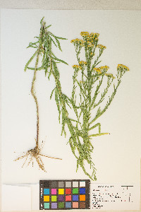 Euthamia occidentalis image