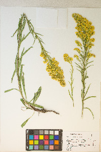 Solidago spectabilis image