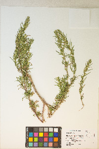 Artemisia biennis image