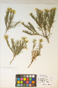 Ericameria bloomeri image