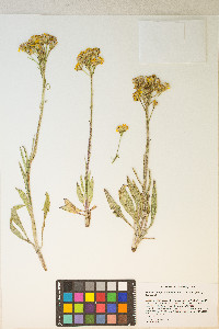 Senecio integerrimus image