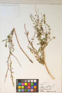 Rumex pulcher image