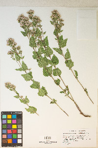 Ageratina occidentalis image